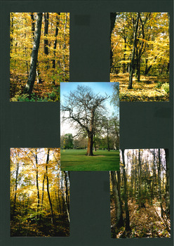 INTO THE WOODS