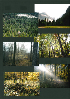 INTO THE WOODS