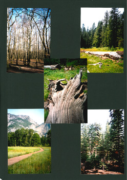 INTO THE WOODS